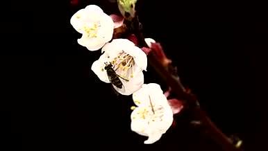 自然风光的桃花与蜂视频的预览图